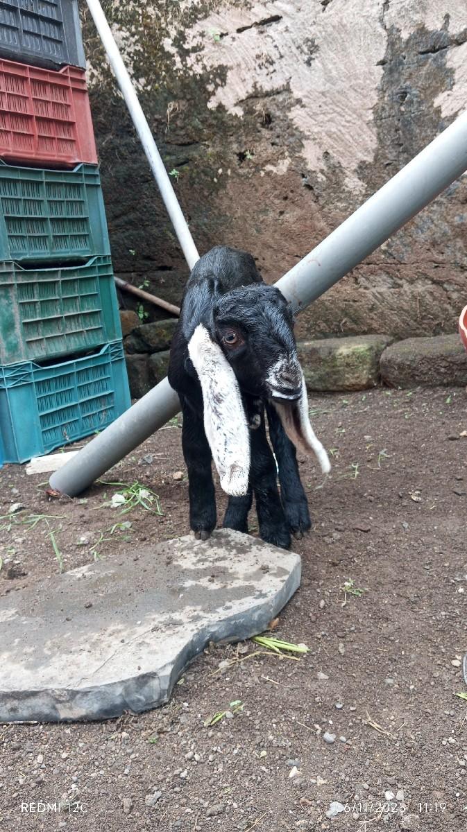 થંબનેલ 2