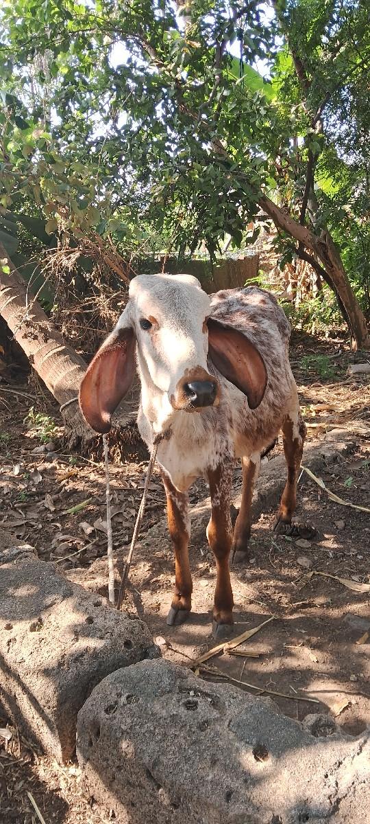 થંબનેલ 3