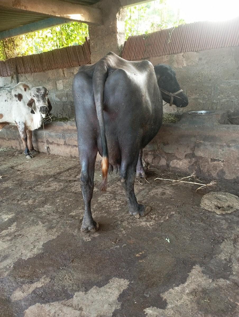 થંબનેલ 2