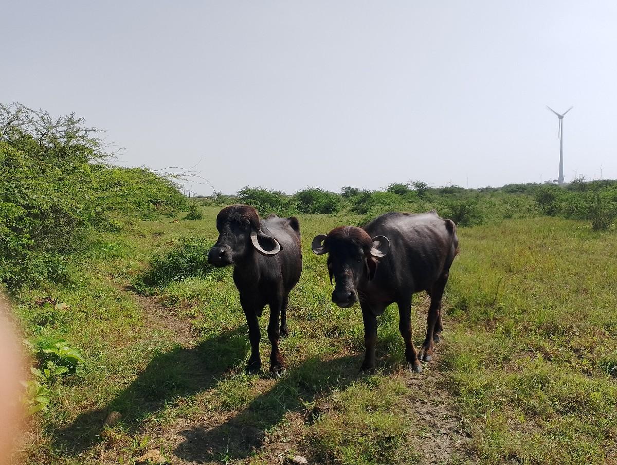 બે ઘડેલા વેચવાના છે