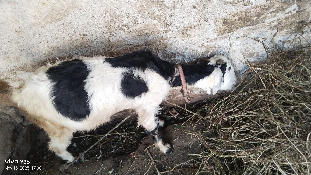 થંબનેલ 2