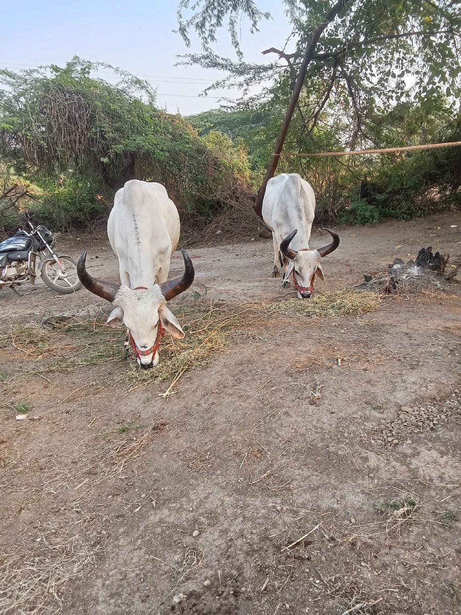 થંબનેલ 3