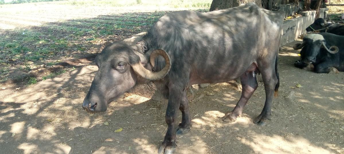 થંબનેલ 2