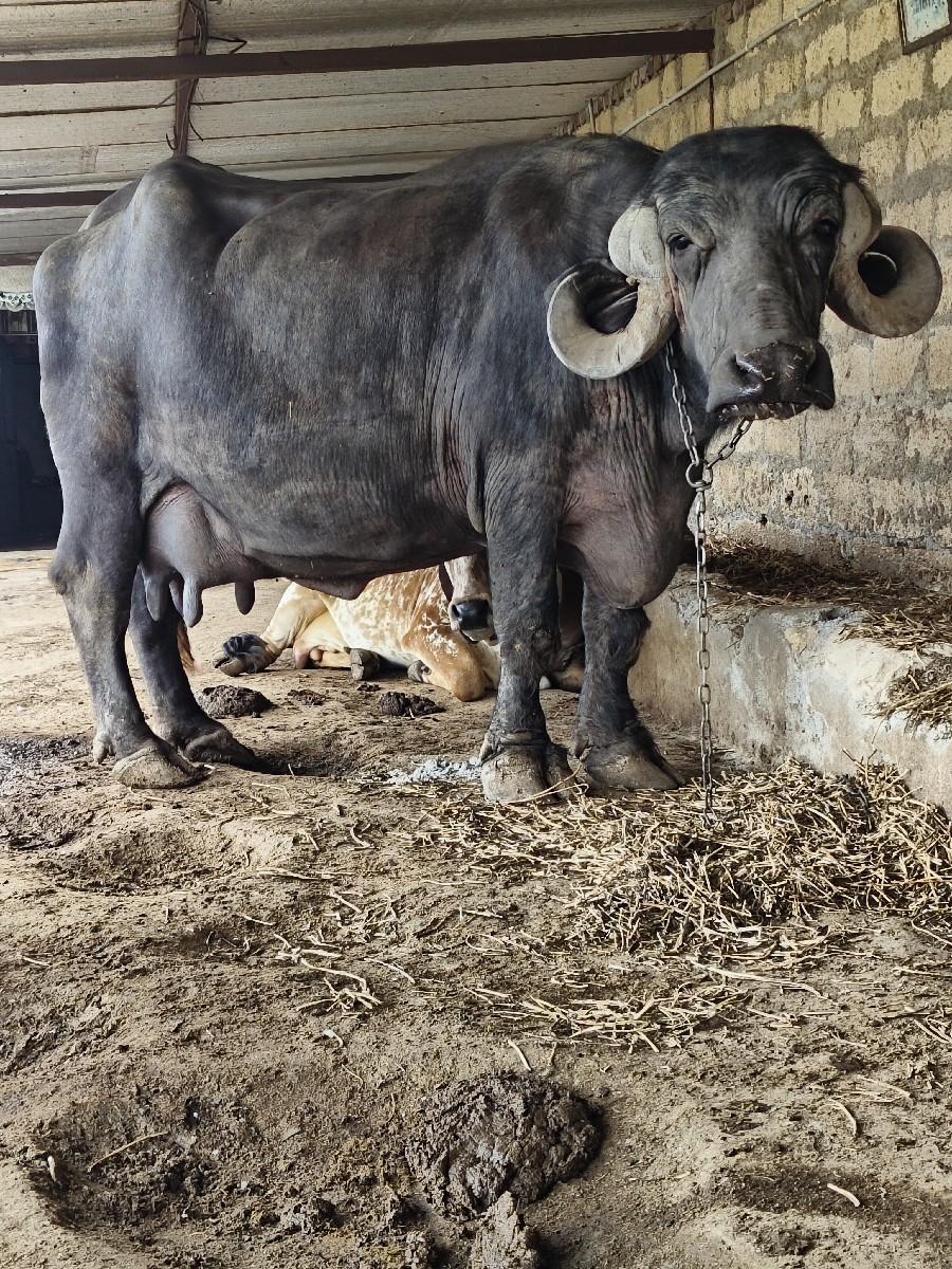 જાફરી ભેંસ વેચવાની છે