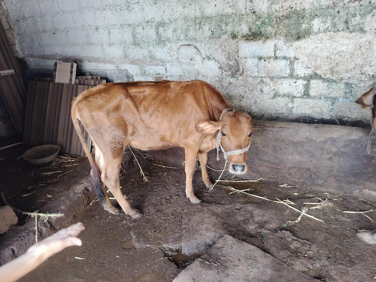 થંબનેલ 3