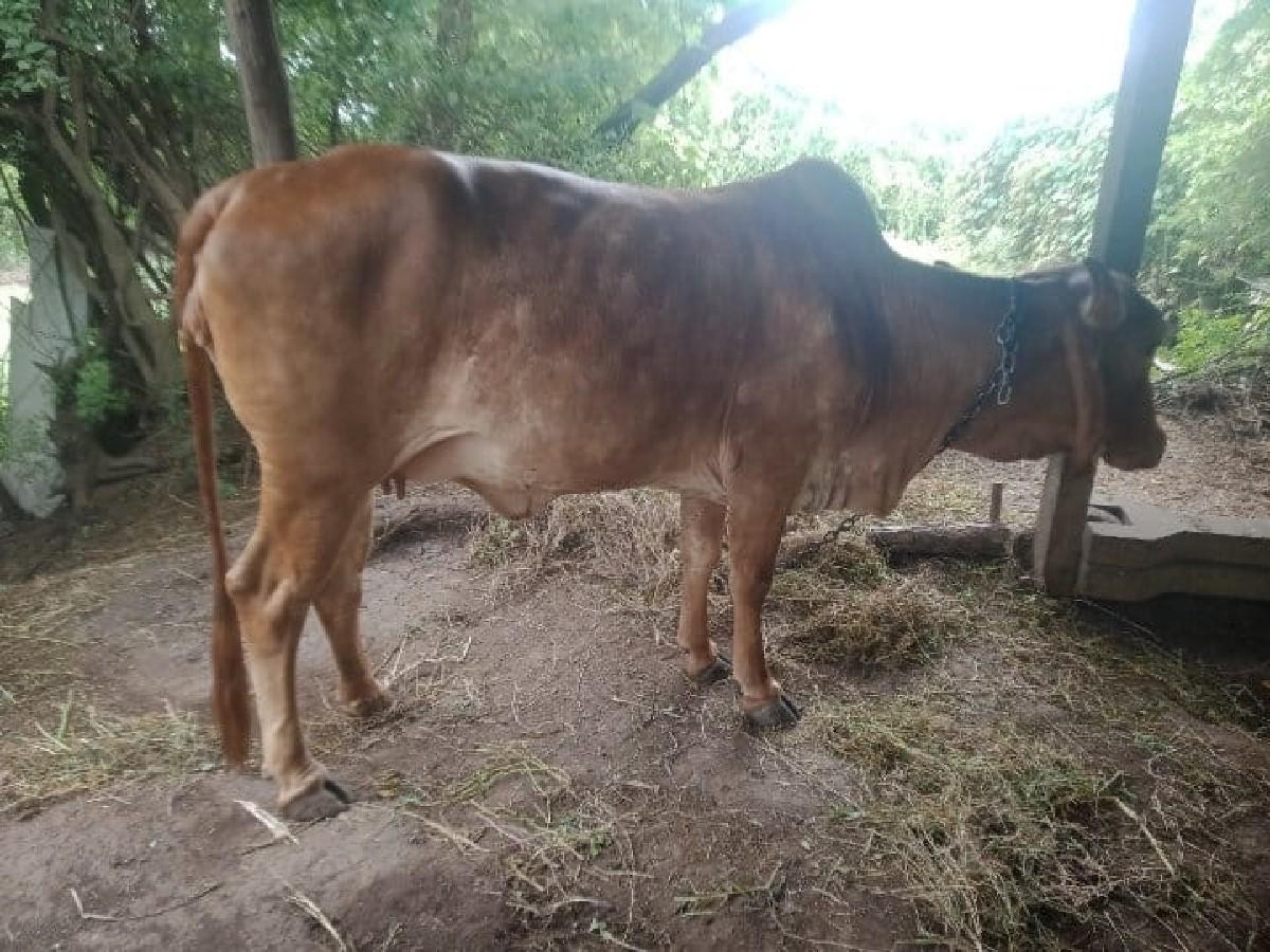 થંબનેલ 5