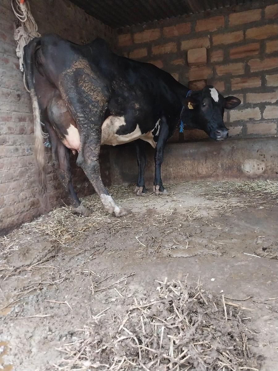 થંબનેલ 2