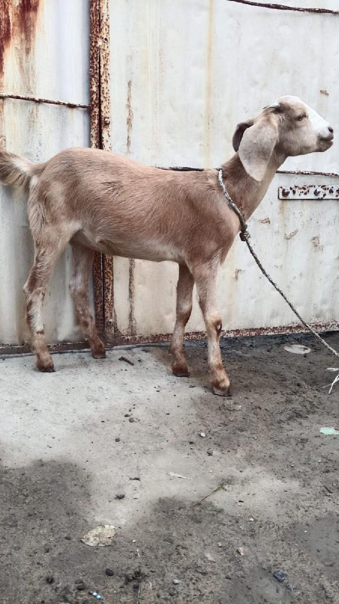 થંબનેલ 2