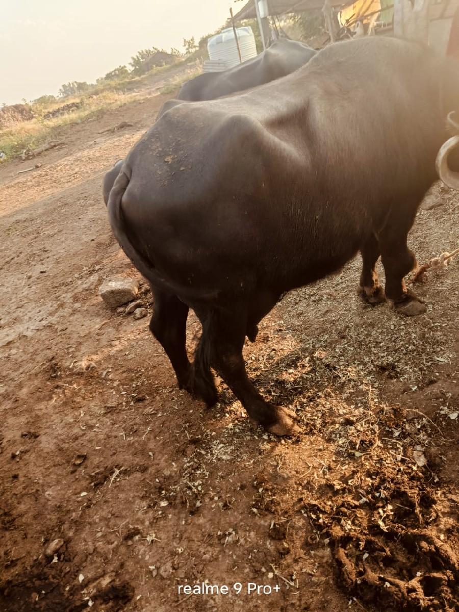 ભેંસ વેચવાની છે