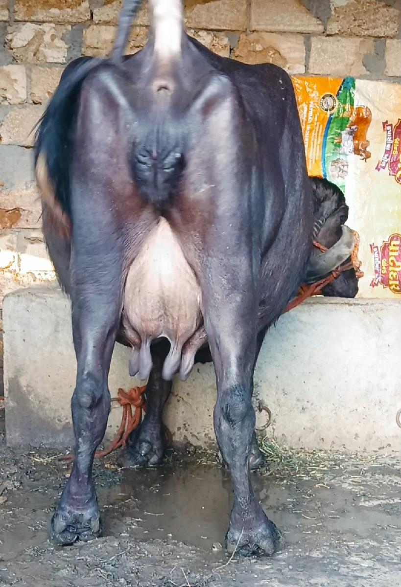 થંબનેલ 6