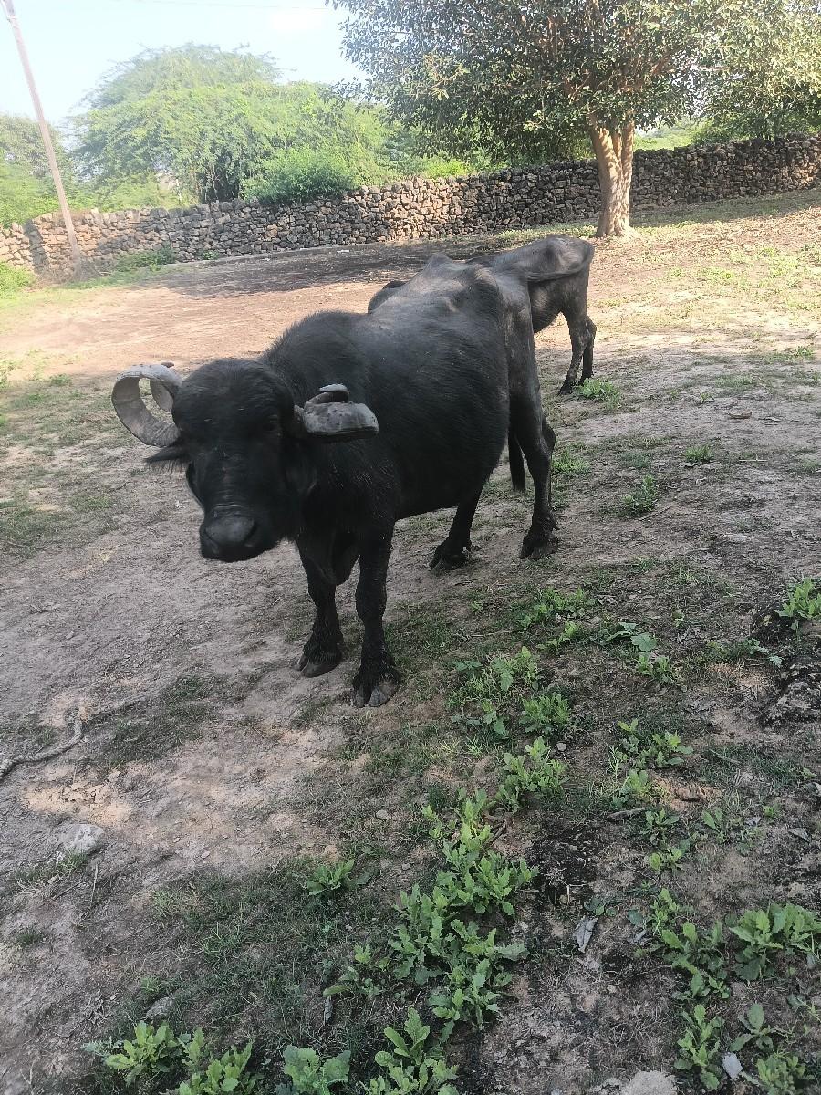 થંબનેલ 3