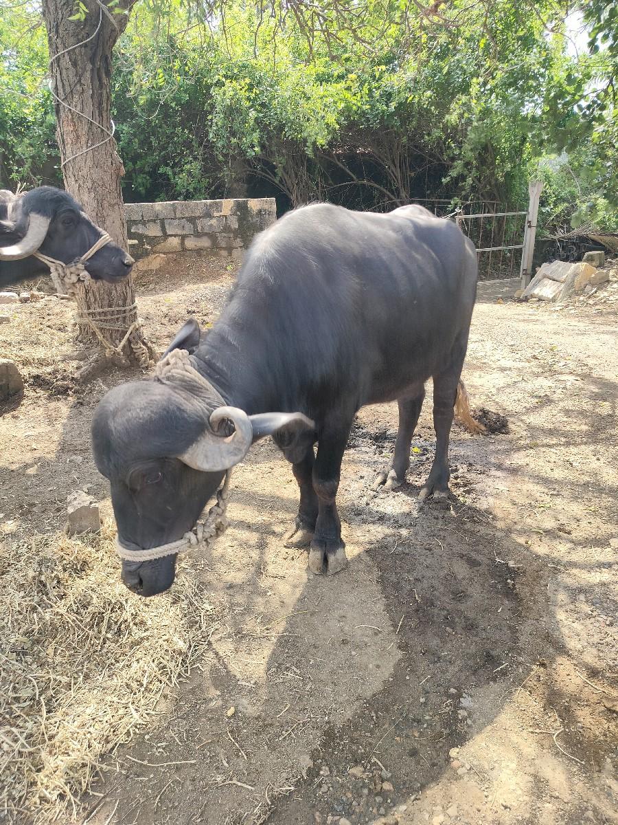 થંબનેલ 3