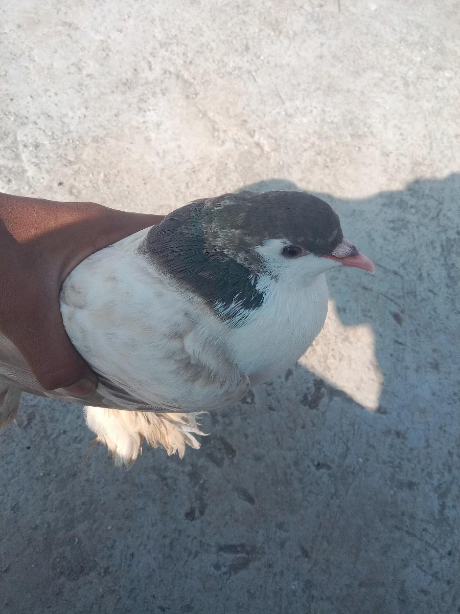 કબૂતર વેચવાના છે