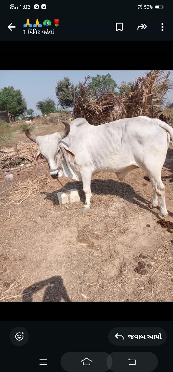 વેચવાના