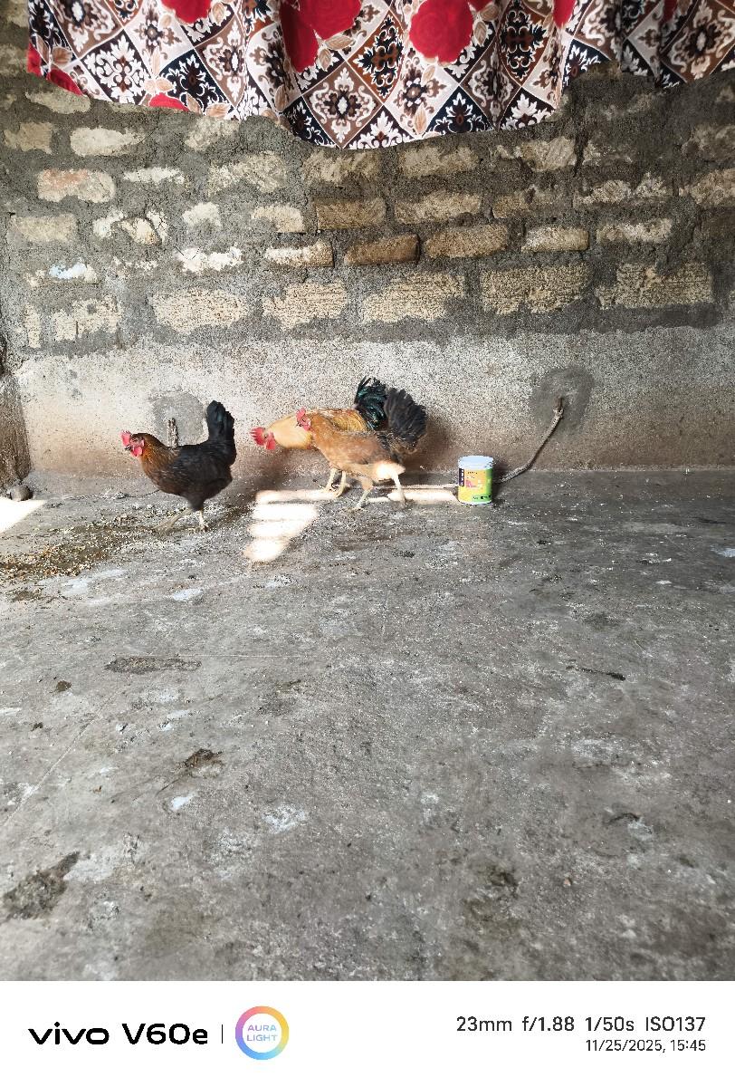 2 મરઘી 1 મરઘો