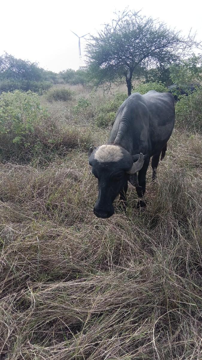 પાડો વેશવાનોશે છે