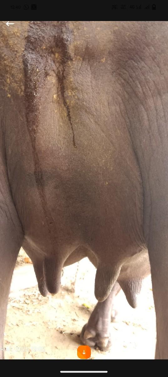 થંબનેલ 3