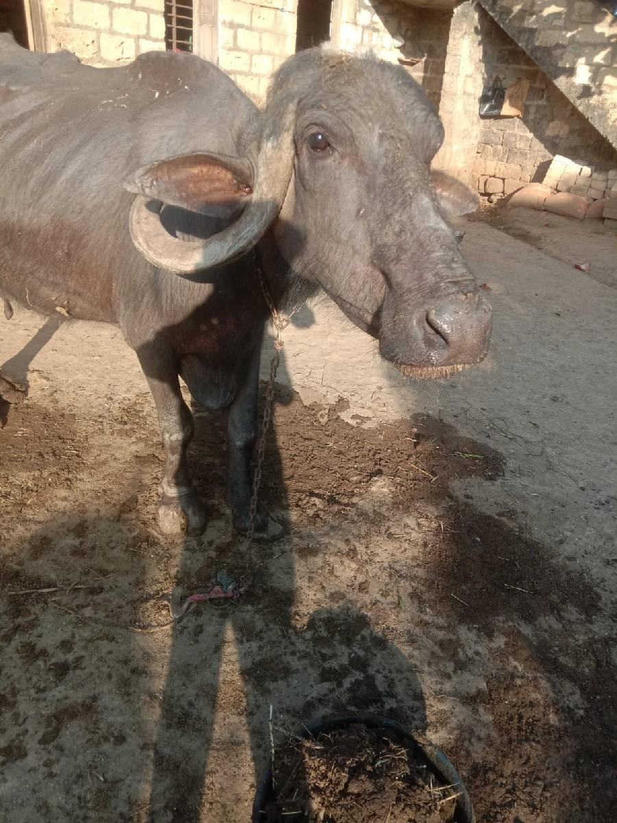 ભેંસ વેચવાની સે