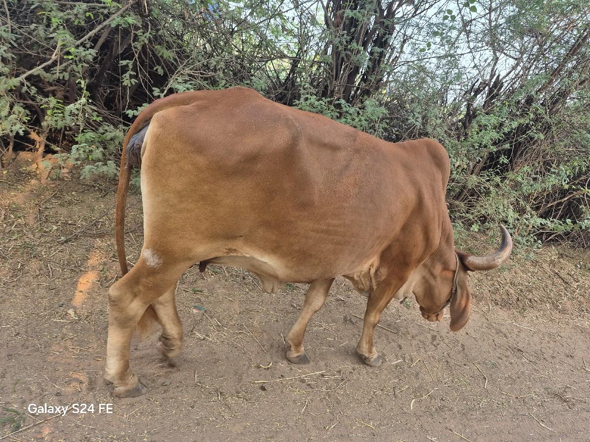 થંબનેલ 2