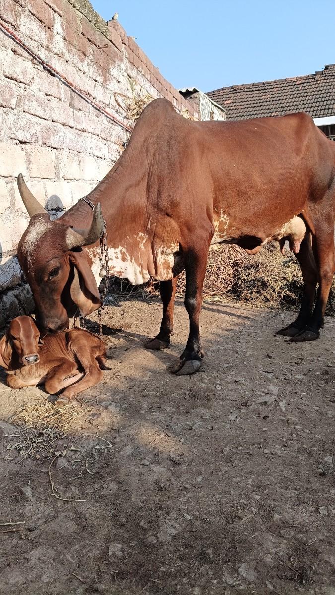 થંબનેલ 2