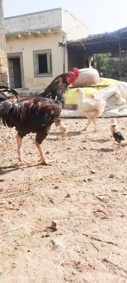 દેશી મરઘો