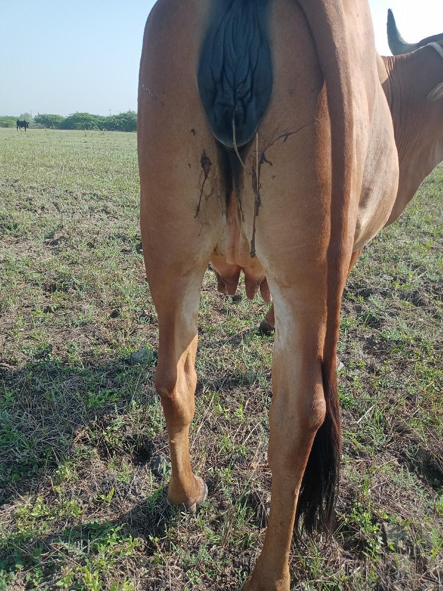 થંબનેલ 2