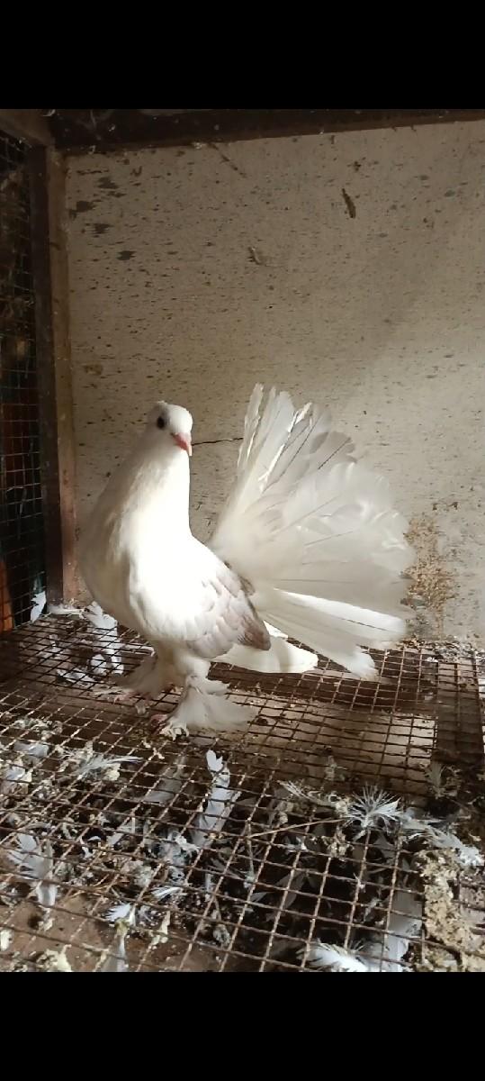 थंबनेल 2