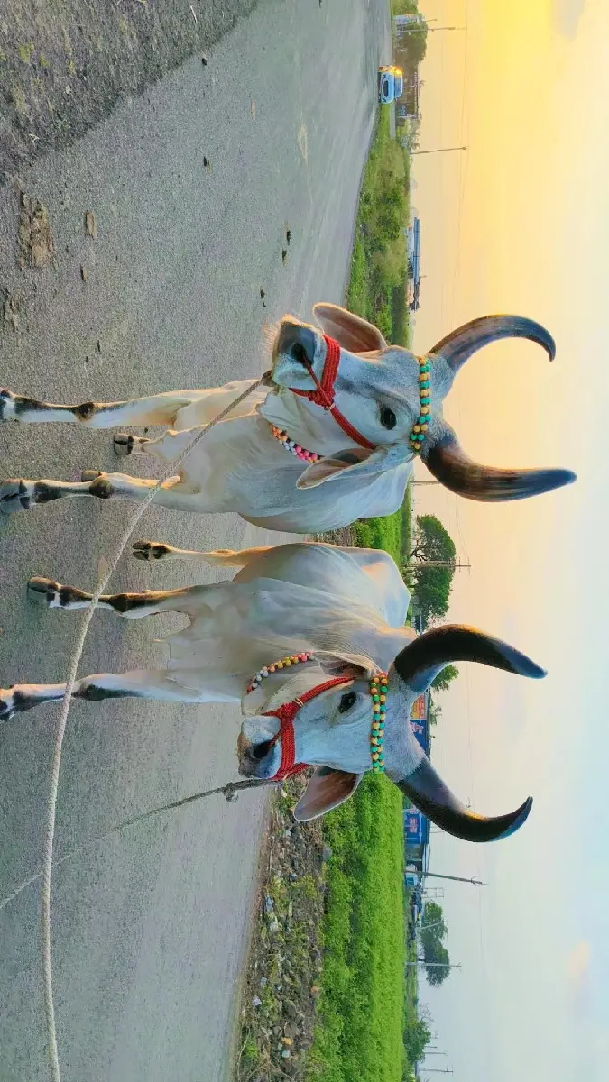 થંબનેલ 3