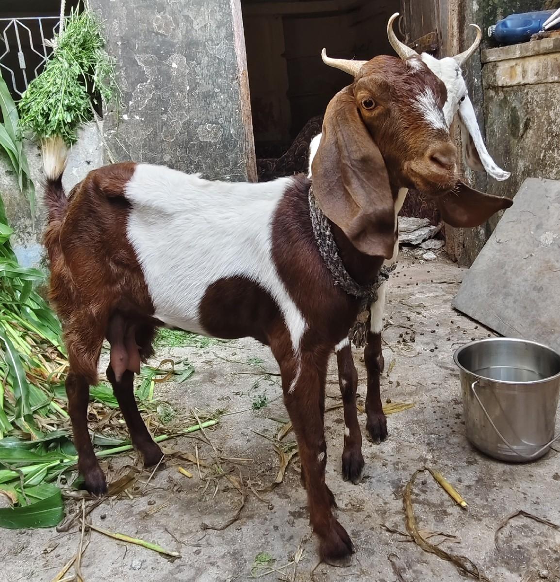 હૈદરાબાદી ક્રોસ બકરી