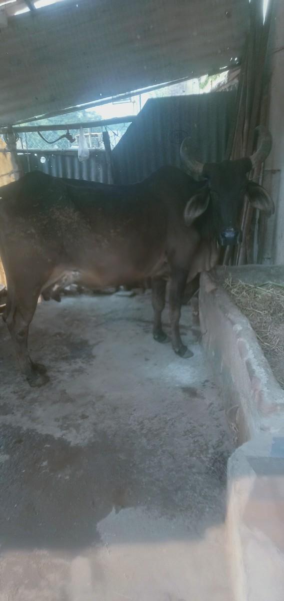 થંબનેલ 2