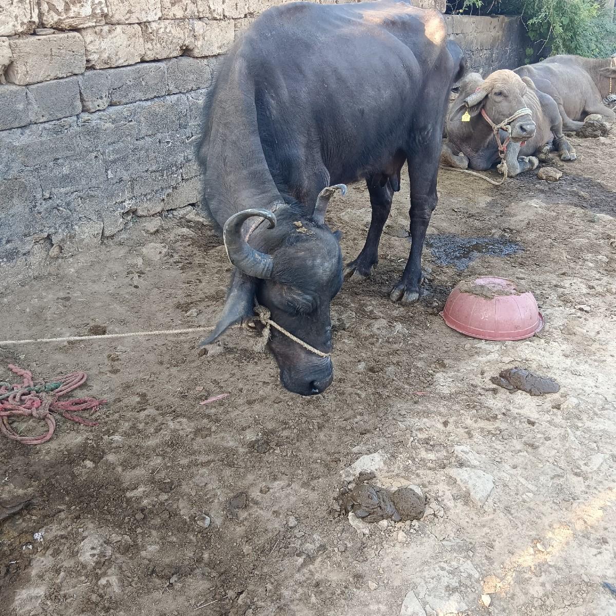 થંબનેલ 3