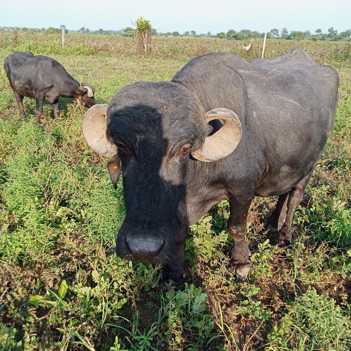 થંબનેલ 3