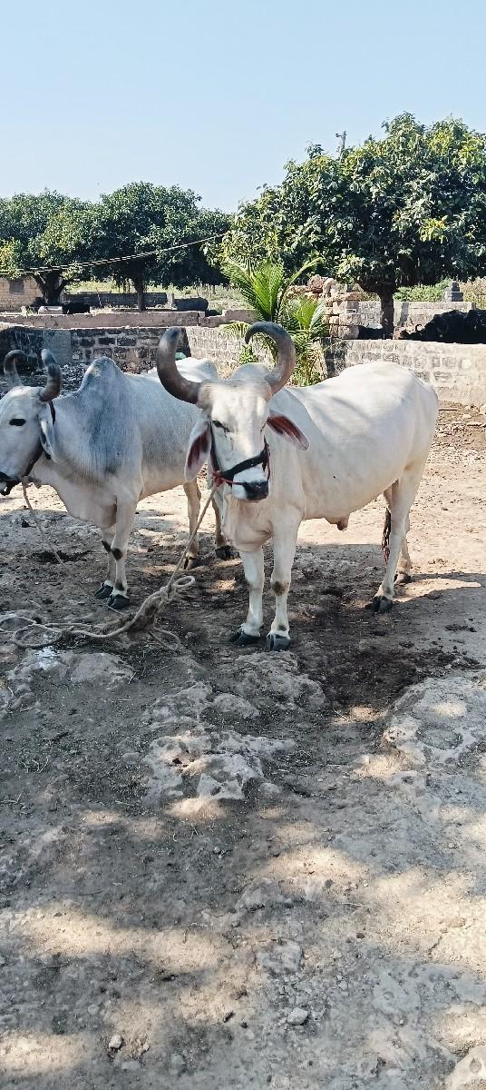 થંબનેલ 2