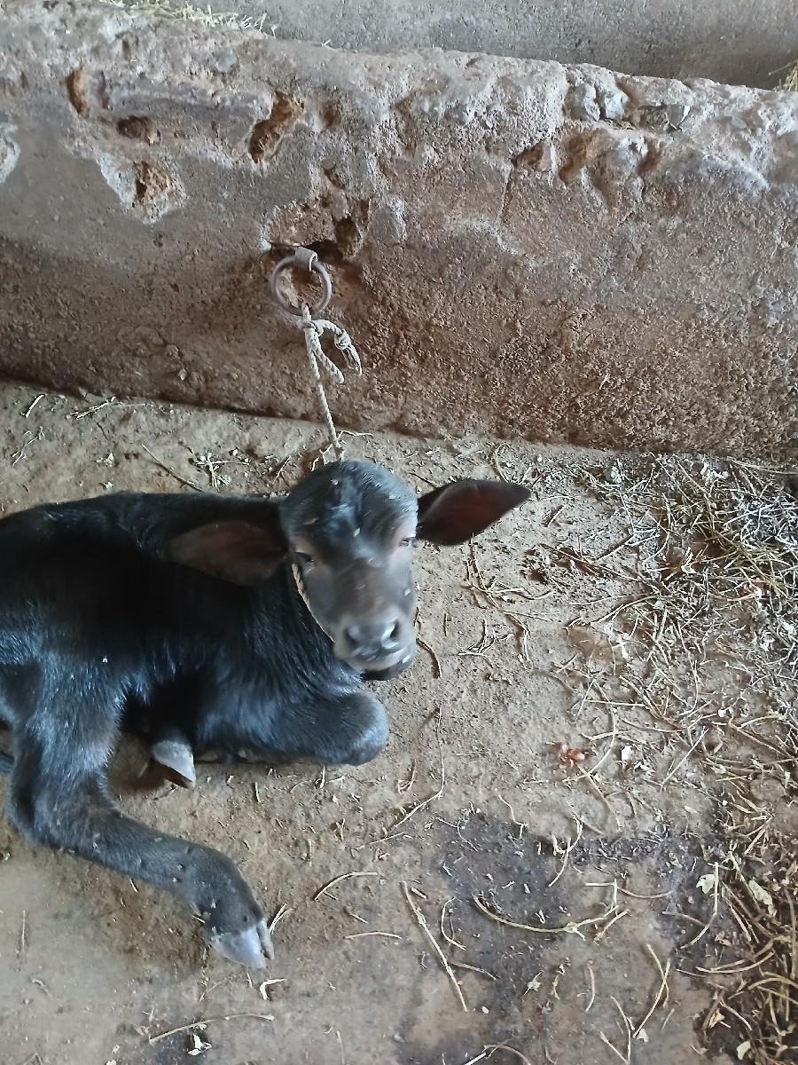 થંબનેલ 2