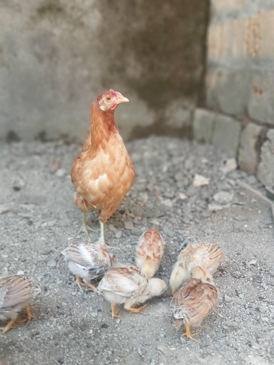 મુરઘી અને બસા વેસવાના છે