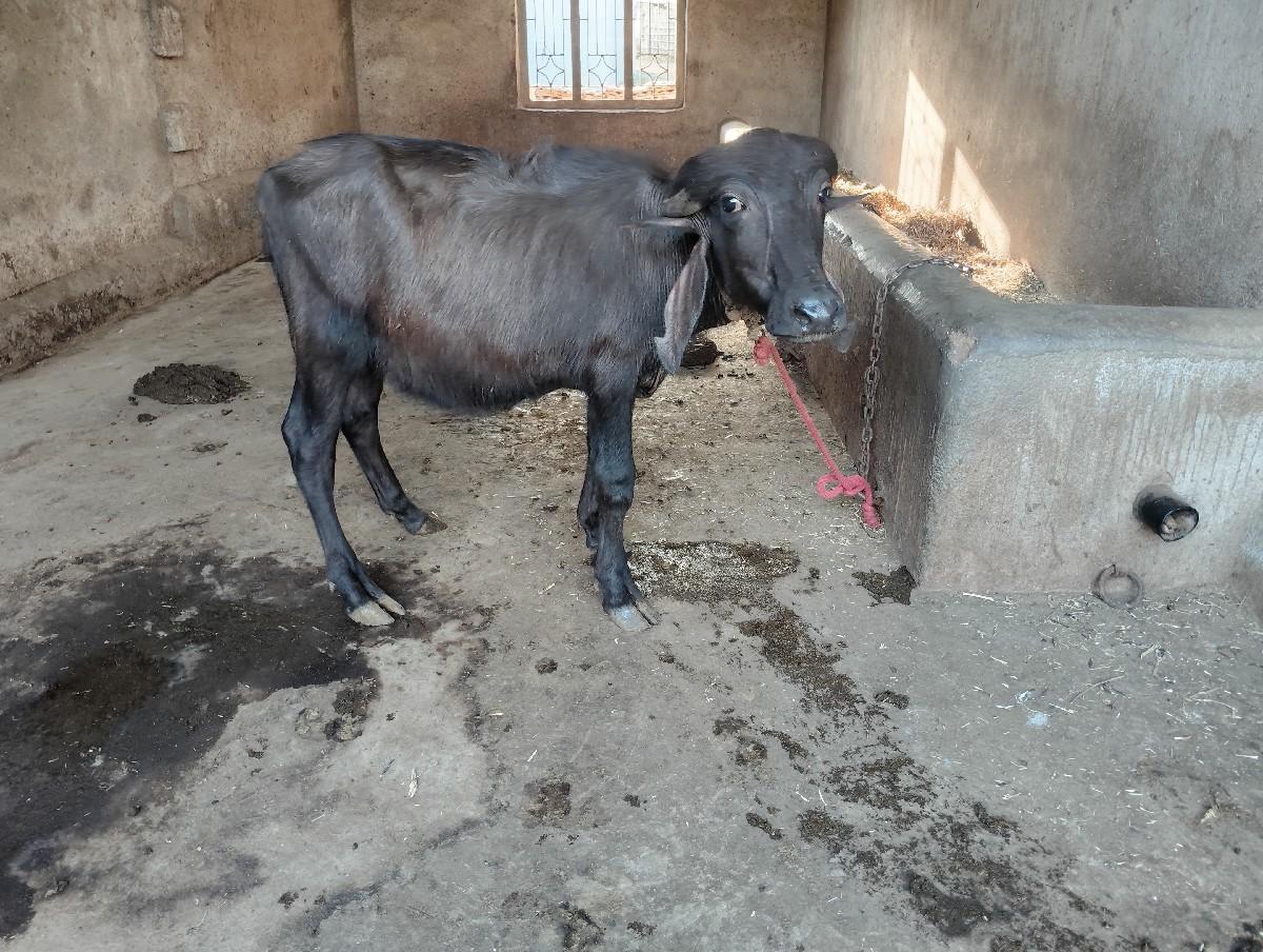 પાડી વેચવાની છે