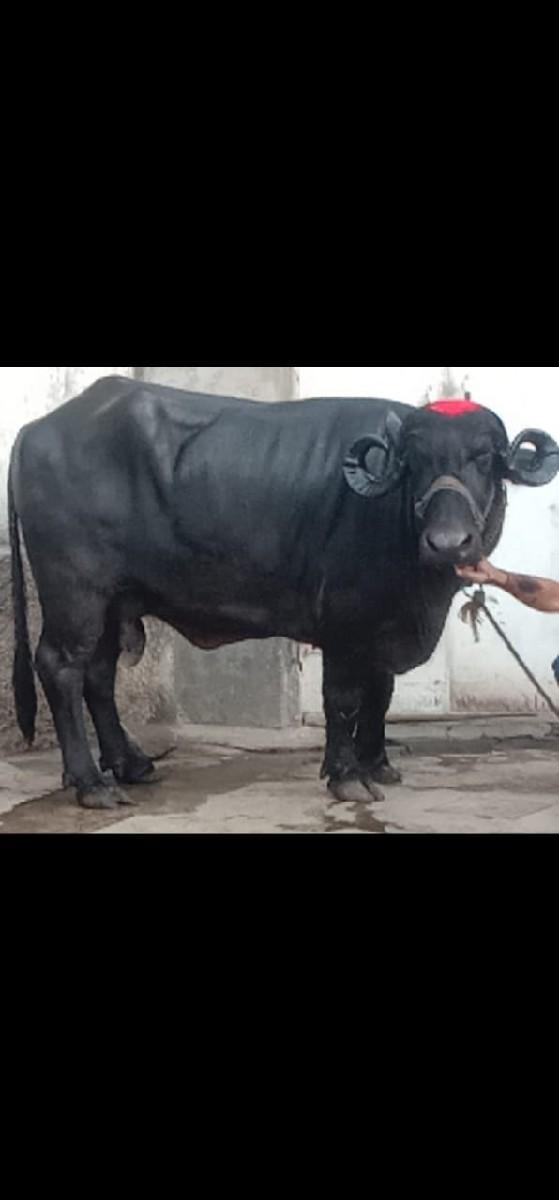 થંબનેલ 3