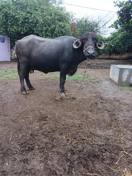 થંબનેલ 2