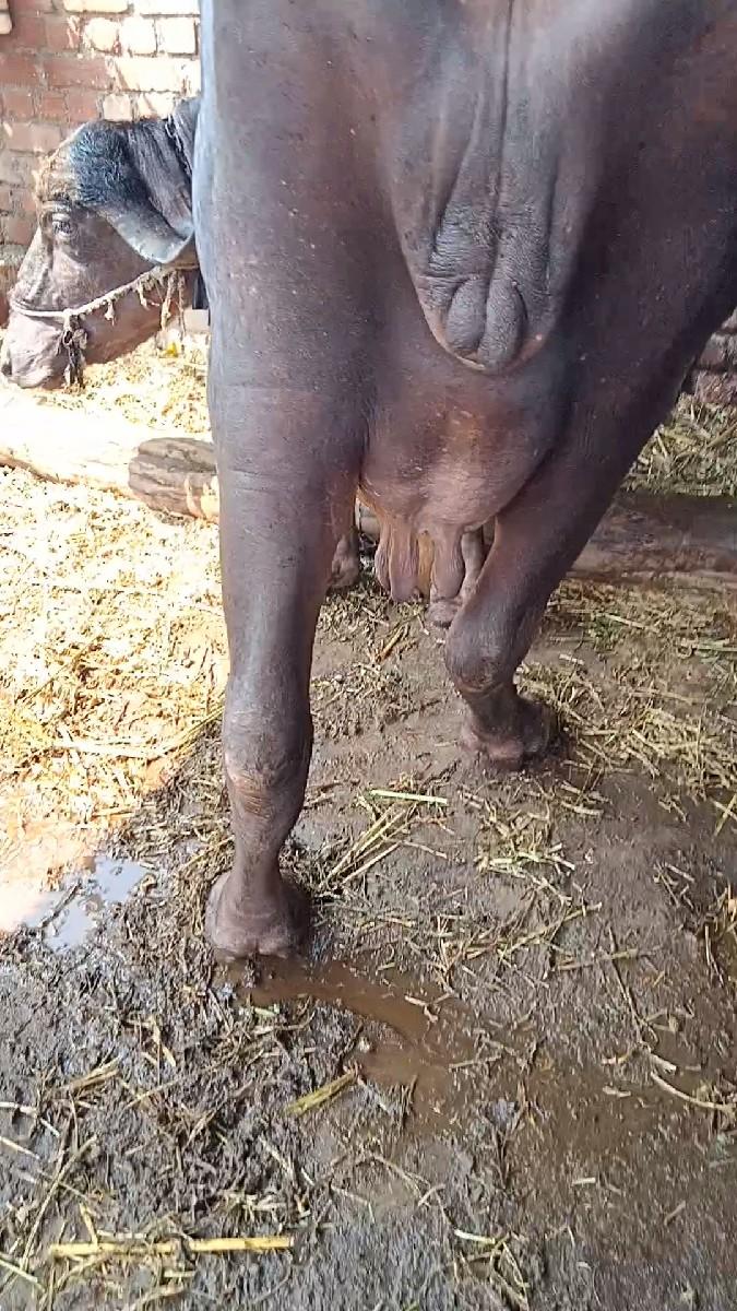 થંબનેલ 2