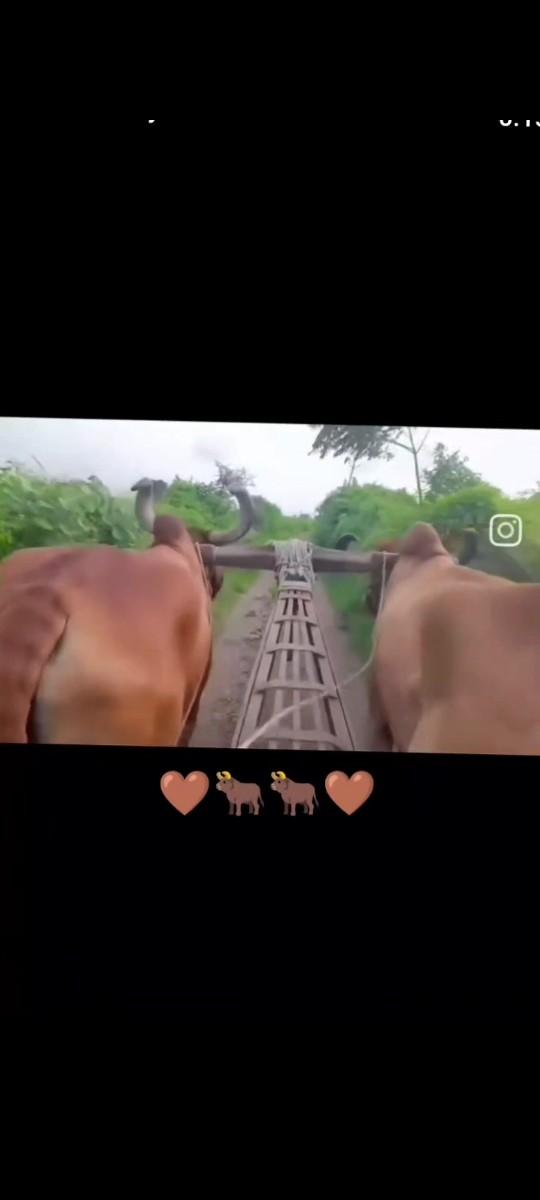 બડદ વેસવાના સે