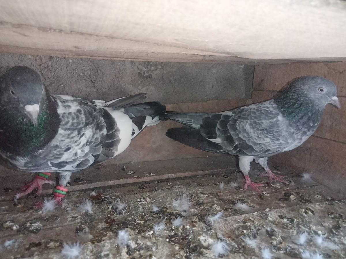 થંબનેલ 2