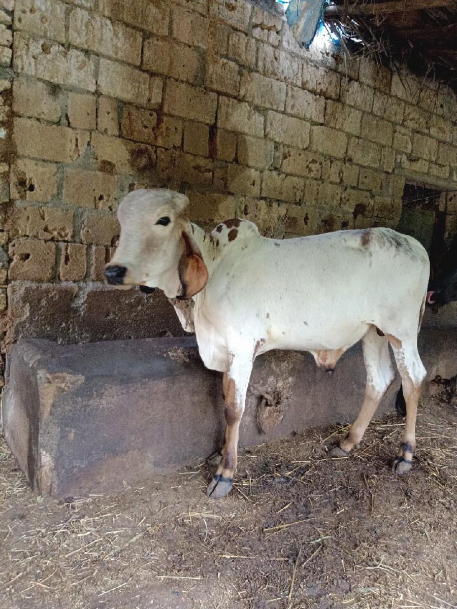 વાછડો આપવાનો છે