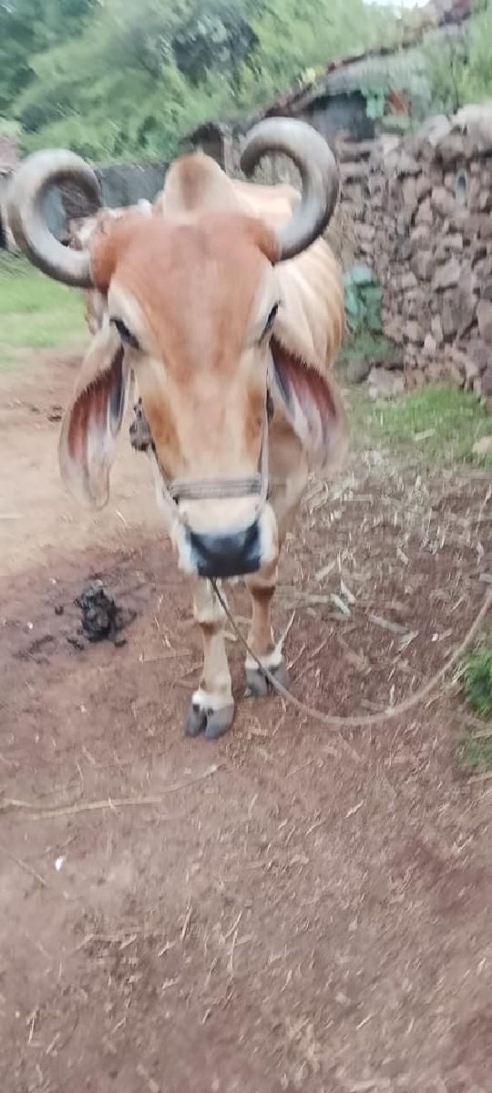 थंबनेल 2