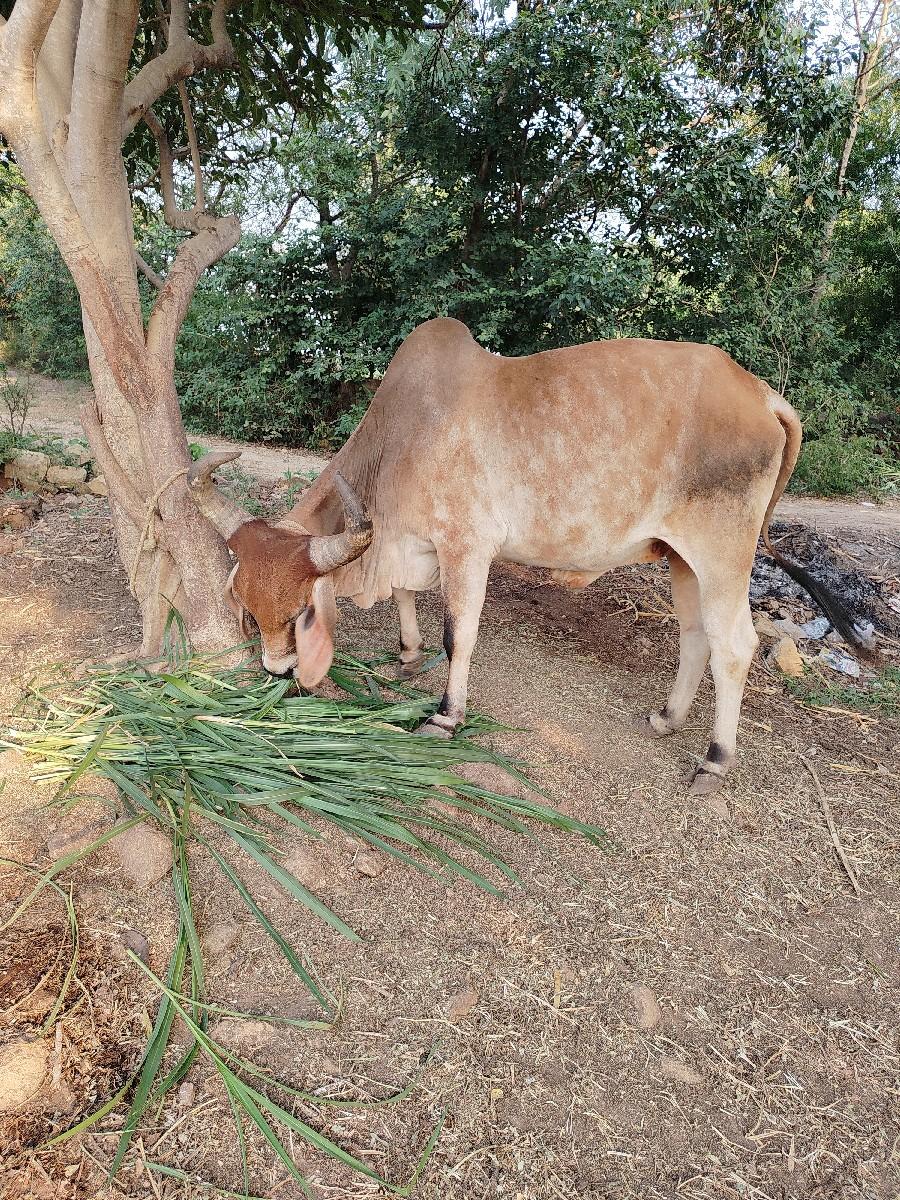 થંબનેલ 2