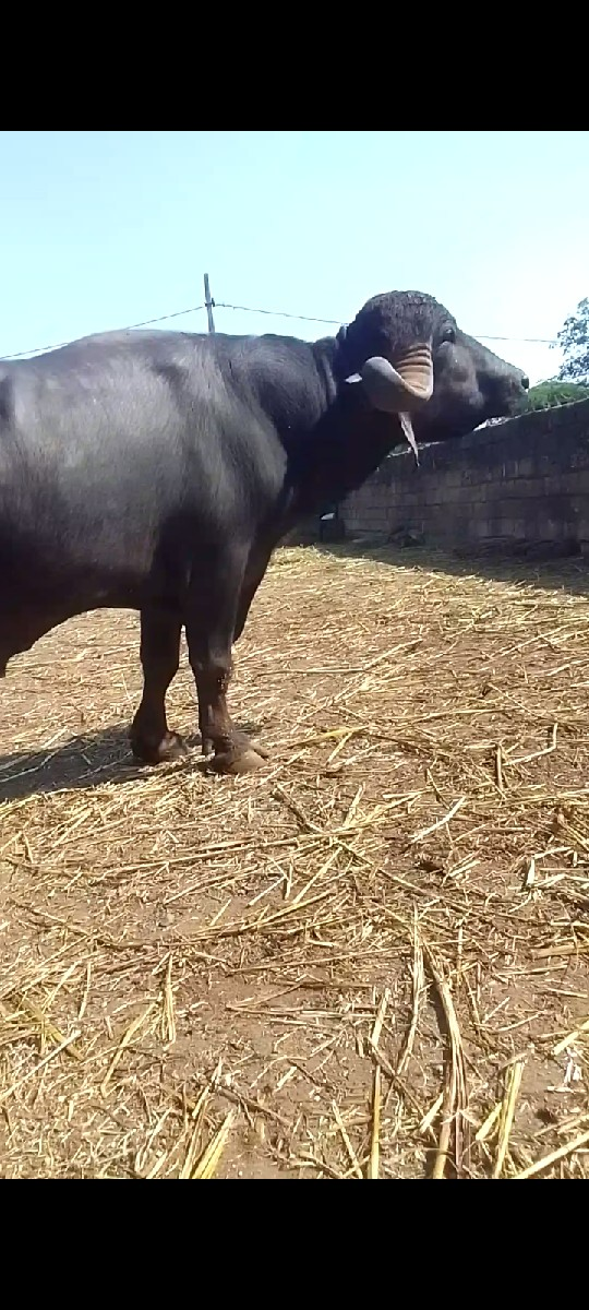 પાડો વેચવાનો છે