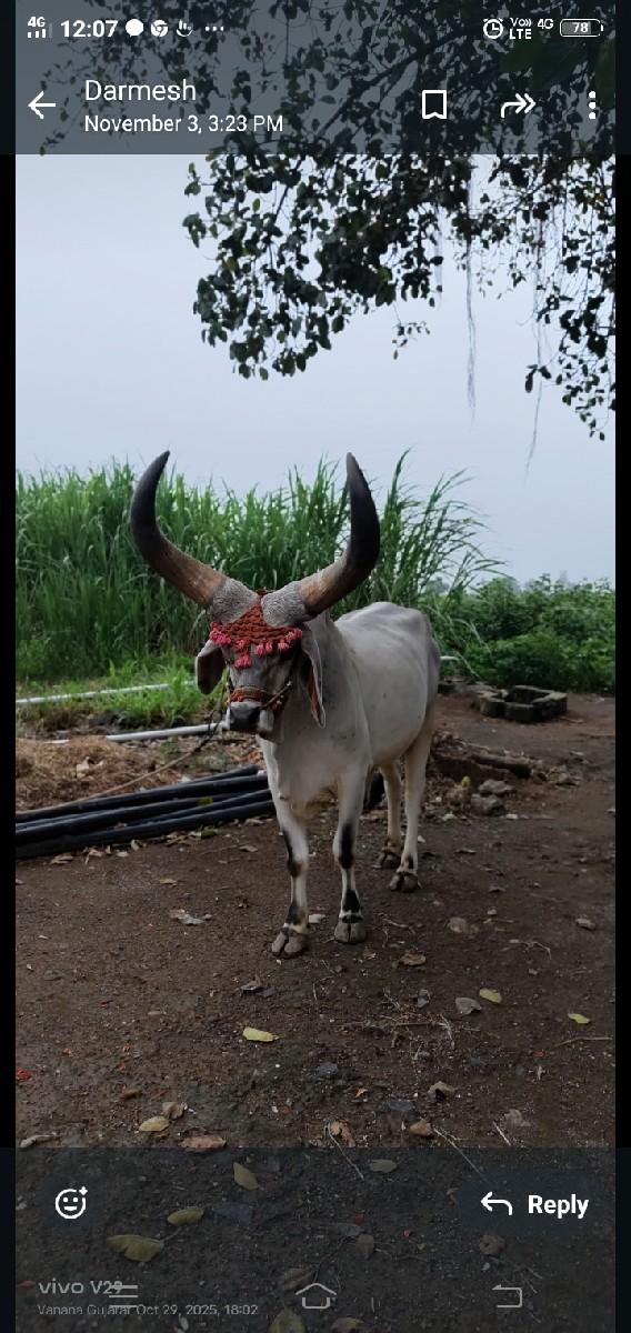 થંબનેલ 2