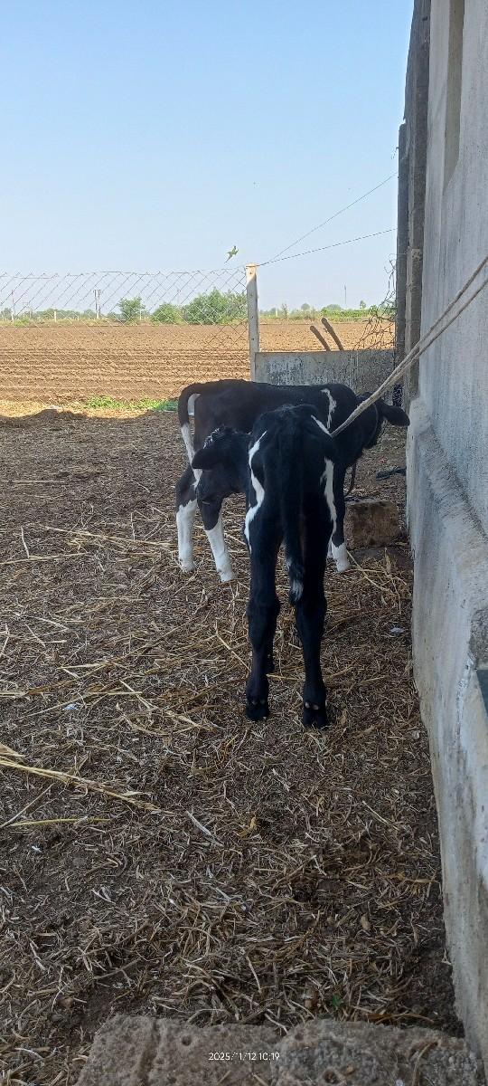 થંબનેલ 2