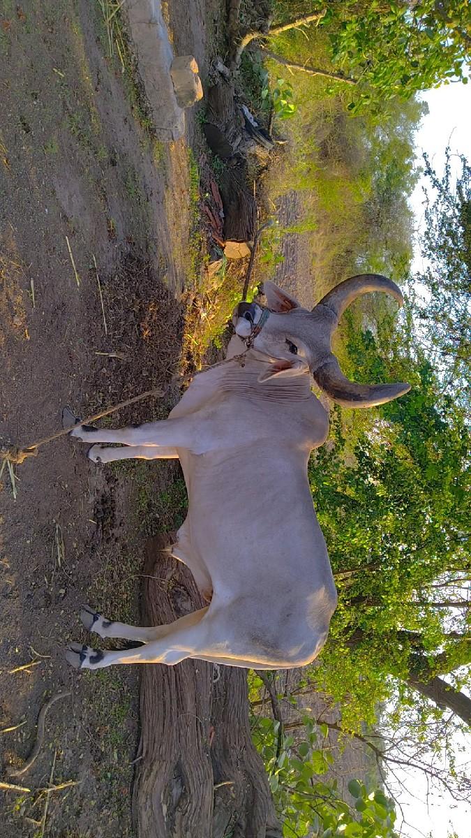 ગોધલો 1 વાવણી