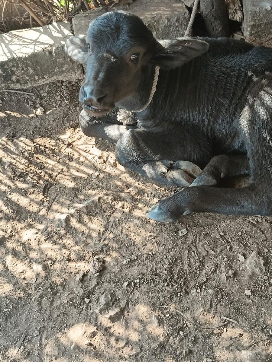 થંબનેલ 3