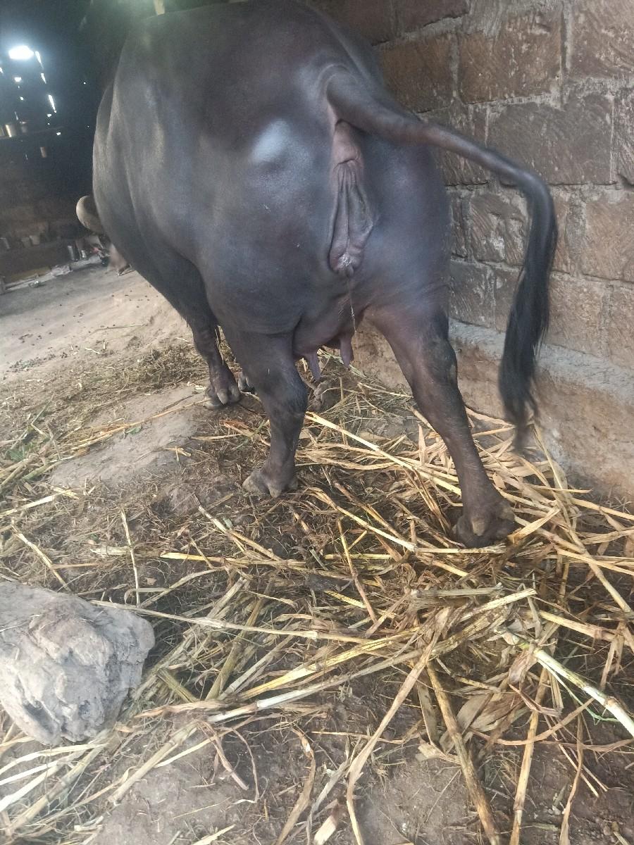 થંબનેલ 3